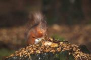 20100201-Red Squirrels feeding