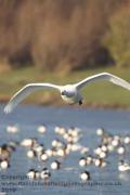20101205-Martin Mere